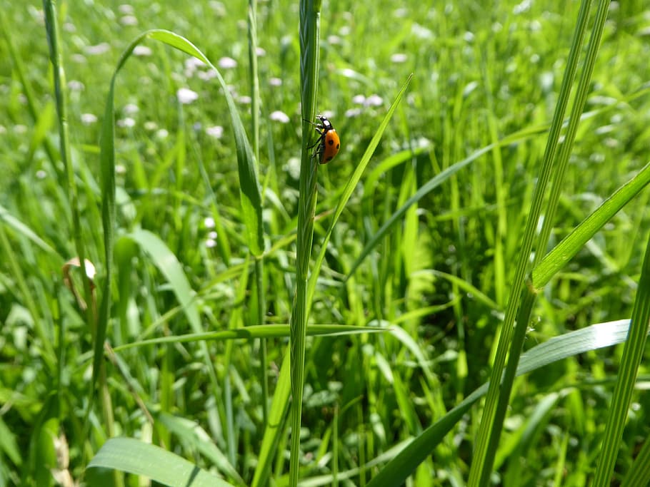 Summer, Grass, Meadow, Nature, Landscape, green, flowers, holiday HD wallpaper