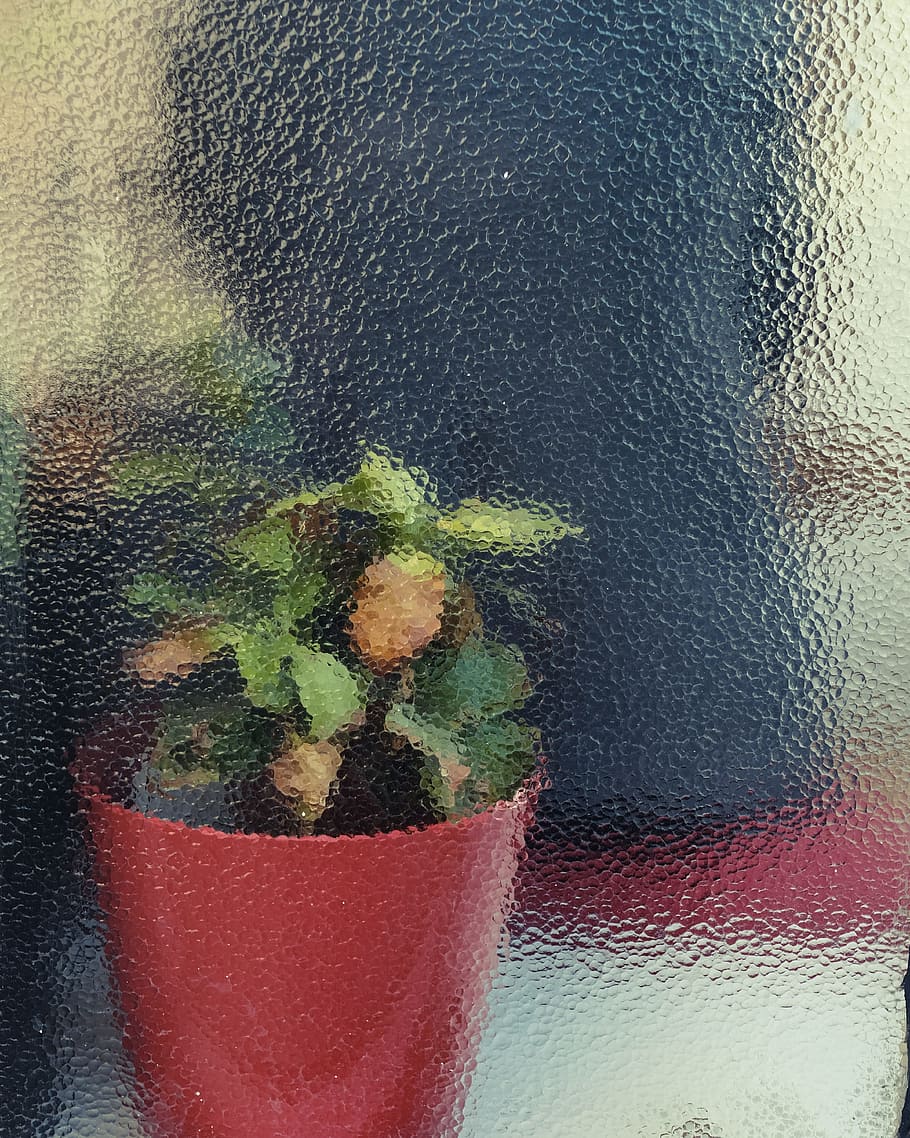 green plant in pot, mottled, glass, close-up, nature, no People HD wallpaper