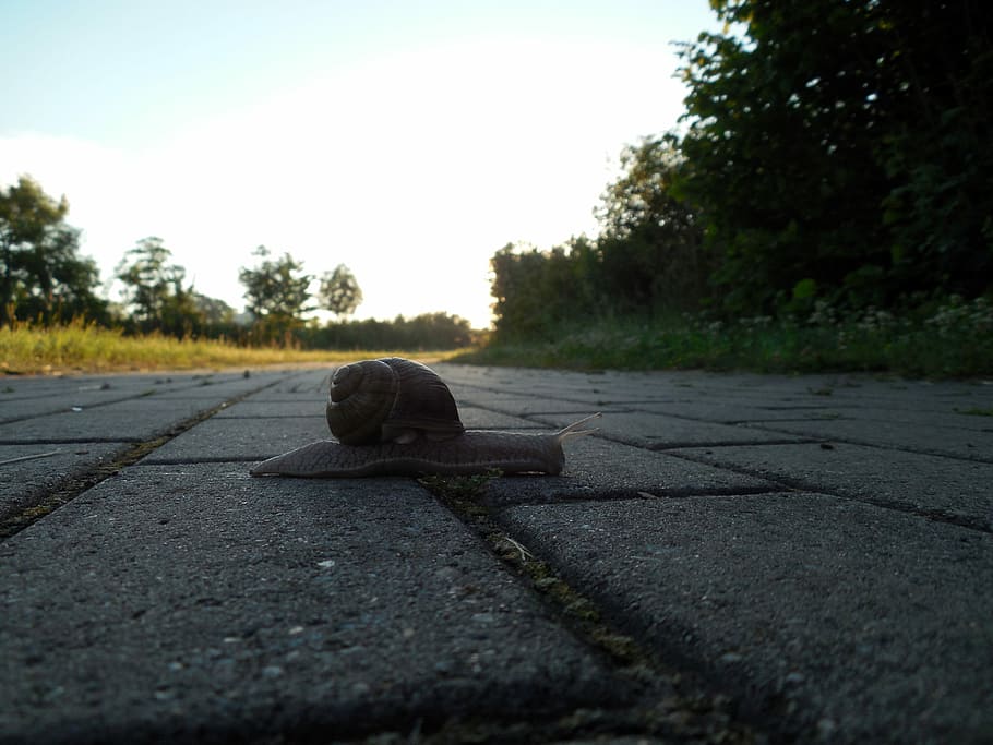 Snail, Shell, Snail Shell, Escargots, mollusk, land snail, slowly HD wallpaper