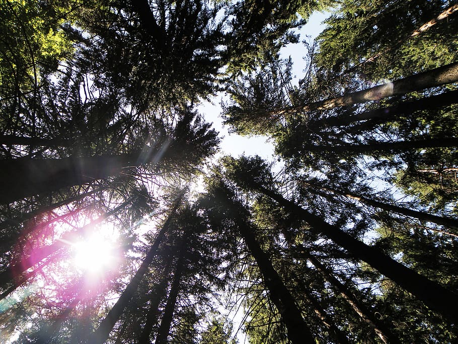 Forest, Sun, Lights, tree, nature, scenics, no people, outdoors HD wallpaper