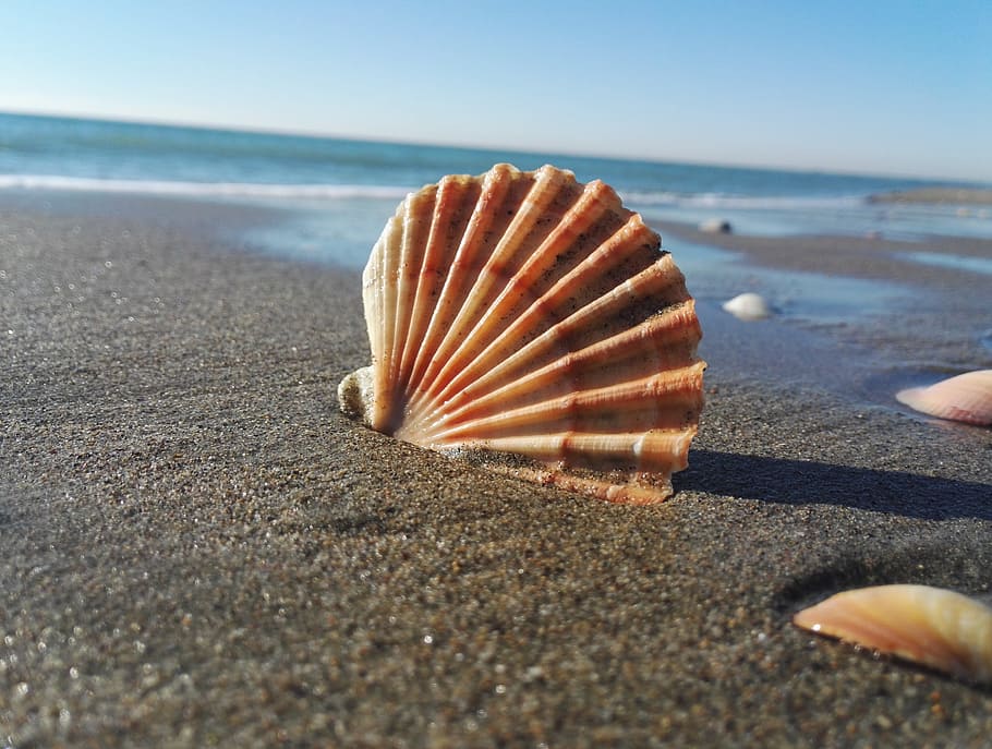 Seashell on beach 1080P, 2K, 4K, 5K HD wallpapers free download.