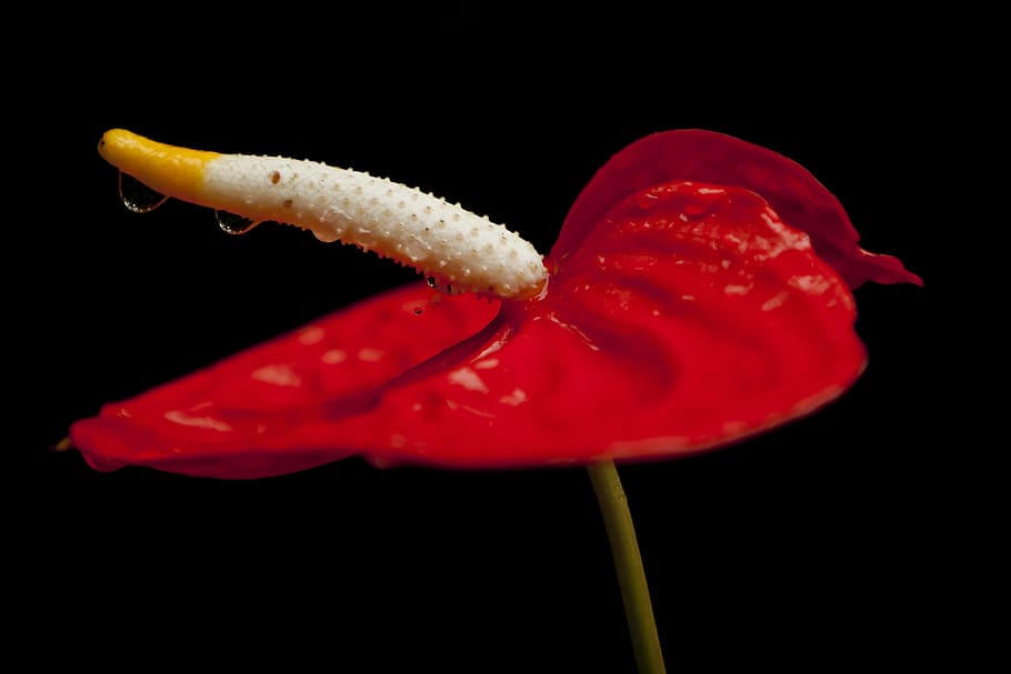 nature, flower, anthurium, decoration, plant, flowers, studio shot HD wallpaper
