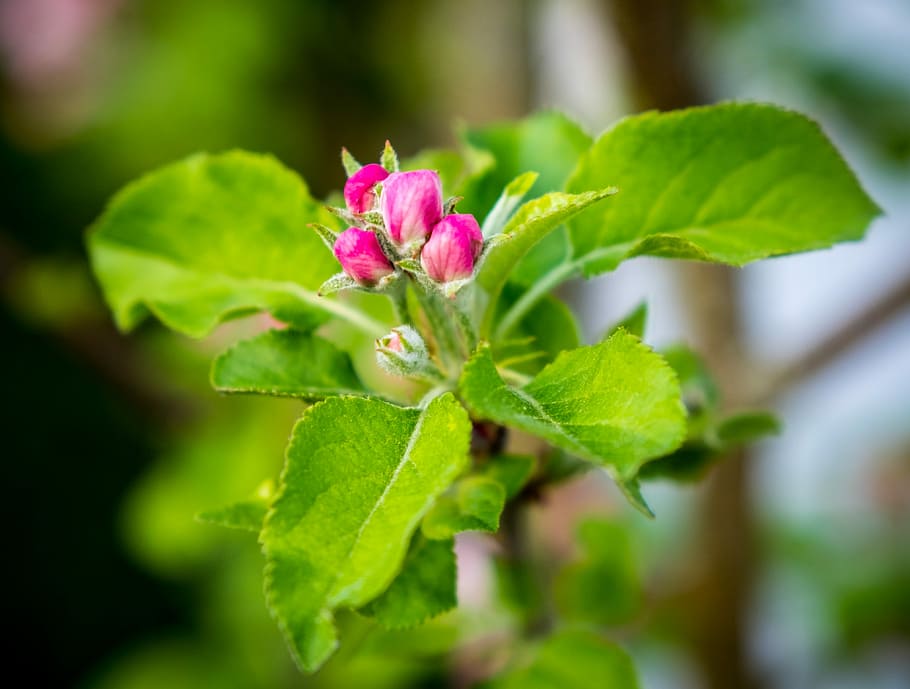 nature, plant, leaf, flower, garden, growth, fresh, tree, close HD wallpaper