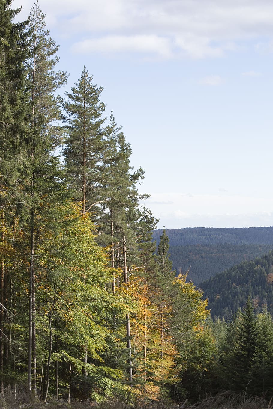 forest, trees, nature, forests, leaves, wood, autumn, mountains HD wallpaper