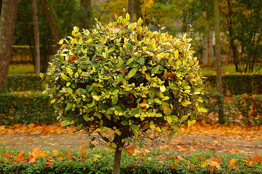 tree, garden, nature, trees, trunk, branches, landscape, autumn HD wallpaper