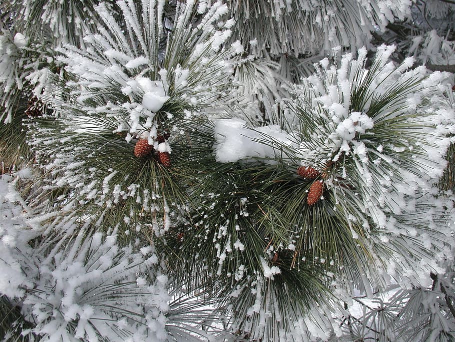 pine, trees, cones, frozen, leaves, snow, coniferous, winter HD wallpaper