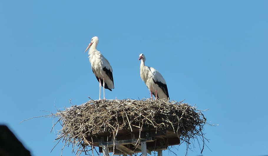 storks, nest, roof, bird, animal wildlife, animal themes, animals in the wild HD wallpaper
