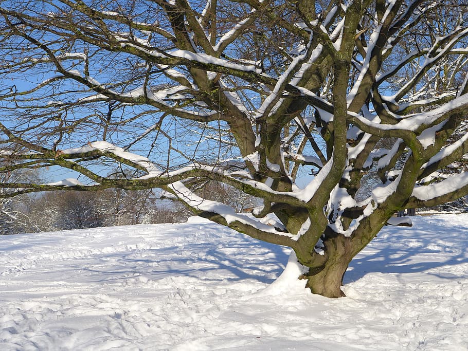 tree, snow, winter, nature, snowy, blue, sky, brown, sunshine HD wallpaper