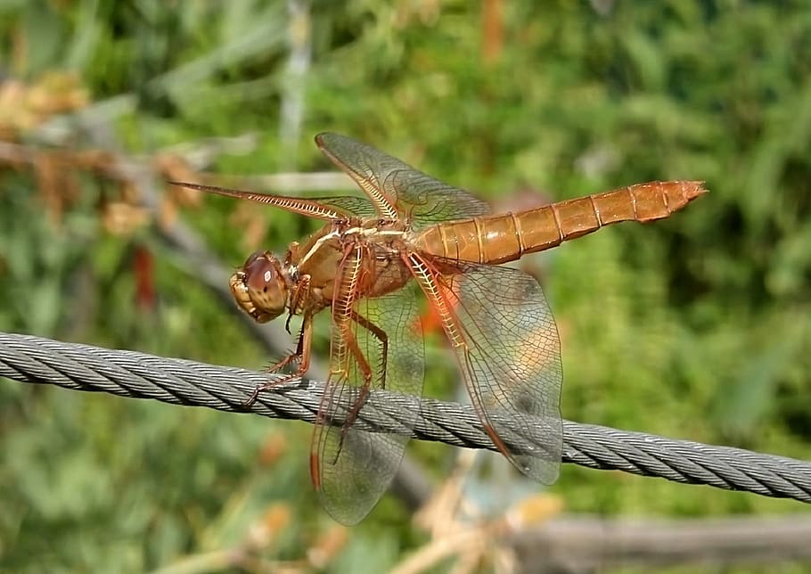 dragonfly, flame skimmer, insect, bug, libellula saturate, resting HD wallpaper