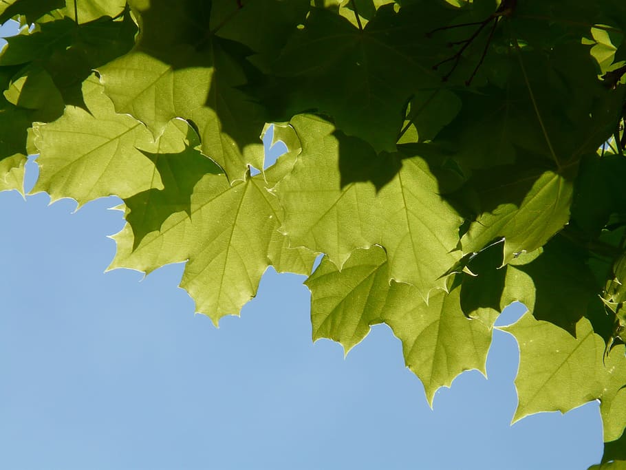maple, maple leaves, leaf, tree, green, light, norway maple HD wallpaper