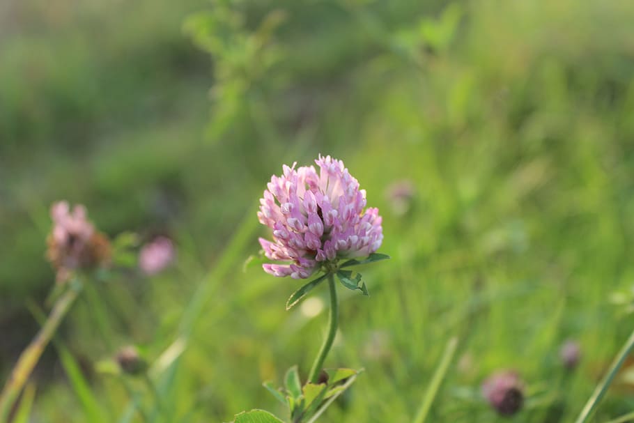 grass, flower, plant, flowering plant, freshness, beauty in nature HD wallpaper
