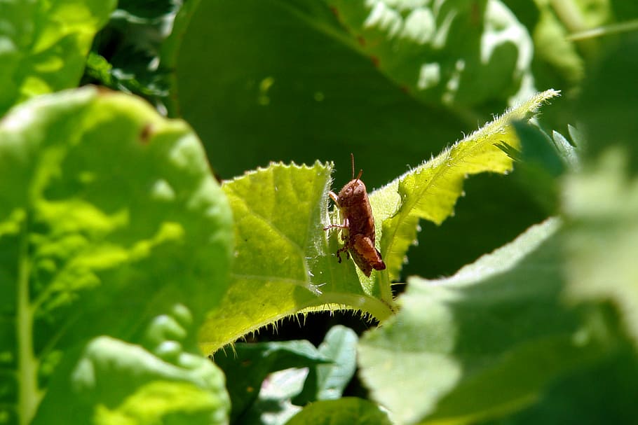 insect, leaf, grasshopper, green, macro, bug, wildlife, outdoor HD wallpaper