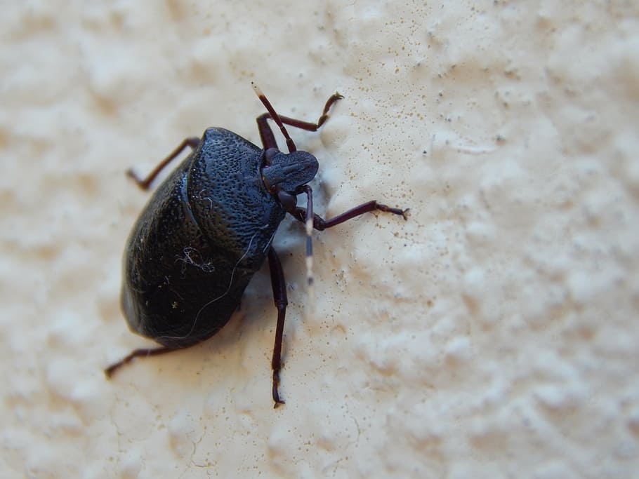 bug, insect, maria-stinky, arthropod, animal, insecta, antennas HD wallpaper