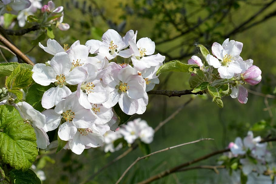 Spring, Blossom, Bloom, Close, fruit tree blossom, white, pink HD wallpaper