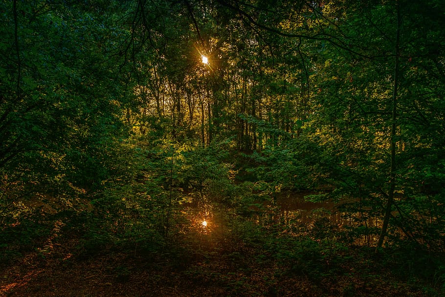 forest, sun, nature, reflection, water, tree, plant, land, tranquility HD wallpaper
