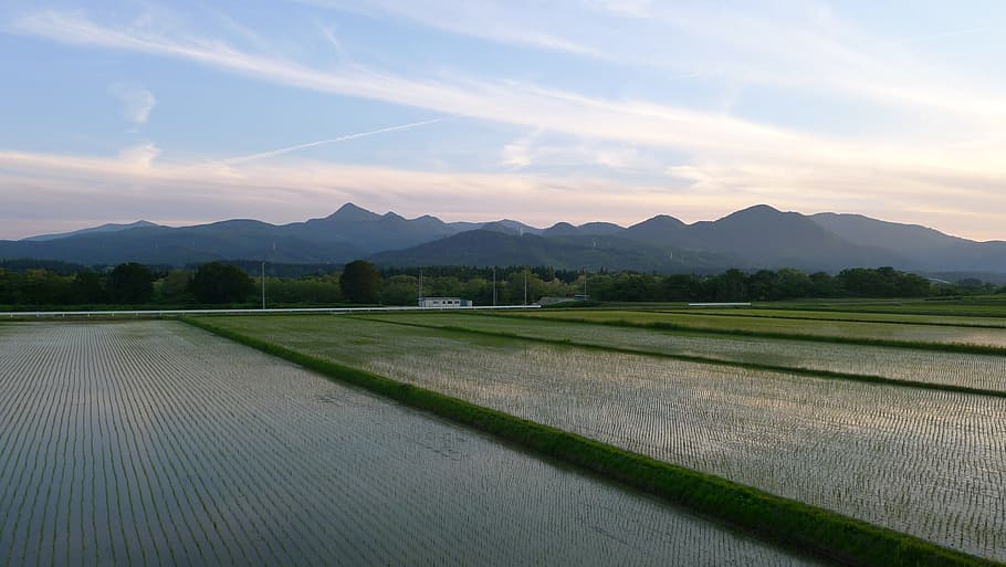 Countryside, Yamada'S Rice Fields, agriculture, scenics, farm HD wallpaper