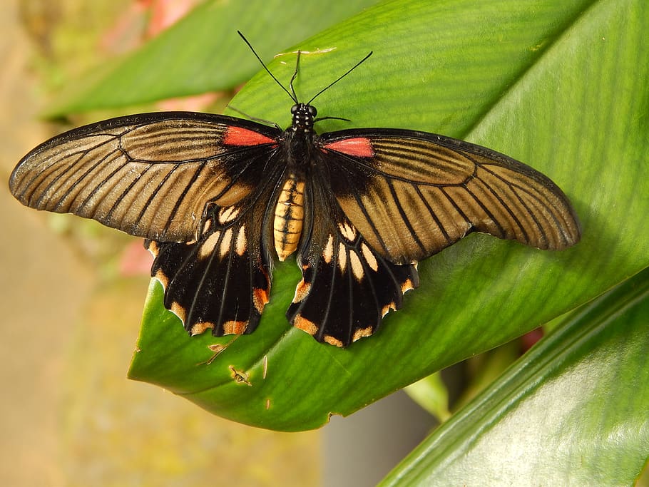 butterfly, nature, insect, invertebrate, animal themes, animal wildlife HD wallpaper