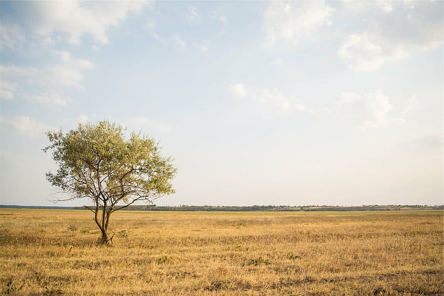 green leafed tree on dried grass field at daytime, yellow, fields HD wallpaper