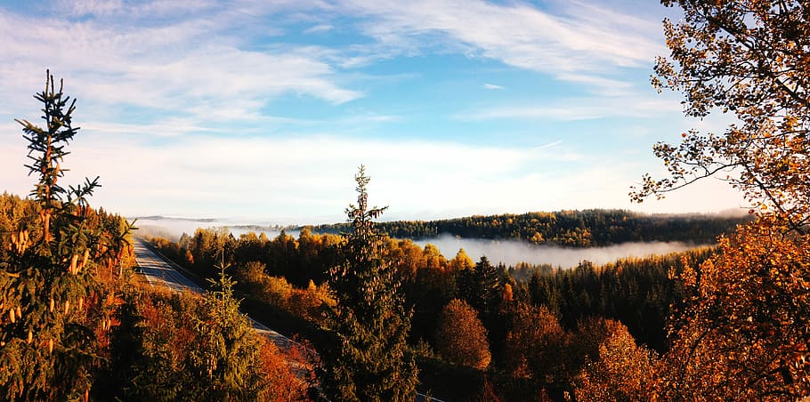 panoramic photography of body of water surrounded with trees, green trees with mist HD wallpaper