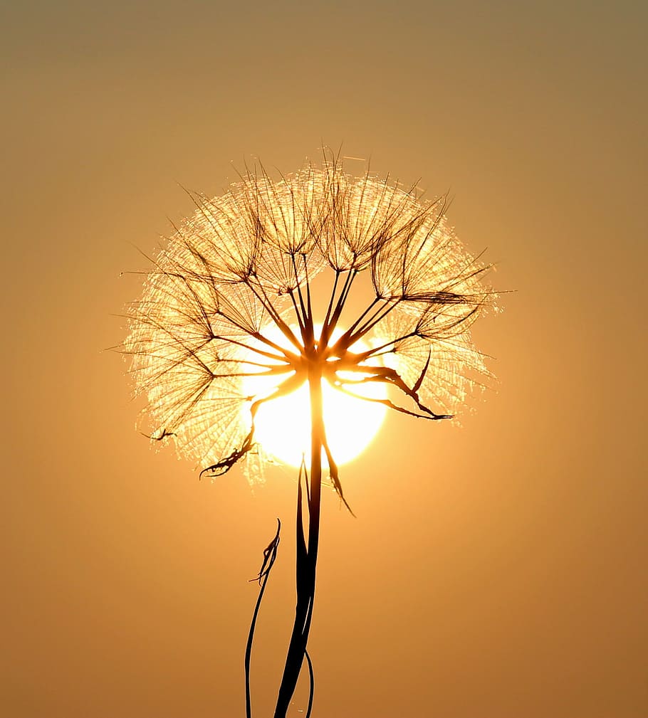 silhouette photography of dandelion during golden hour, sun HD wallpaper