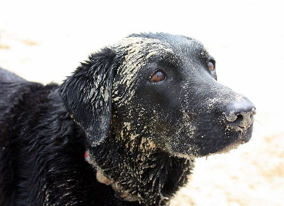 Dog, Labrador, Sand, Pet, Outdoor, purebred, breed, one animal HD wallpaper