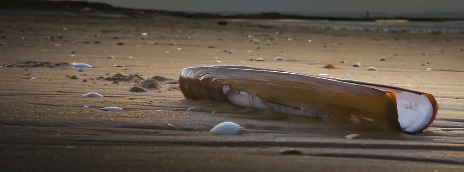 beach, clam, razor, land, no people, sand, nature, bottle, animal HD wallpaper