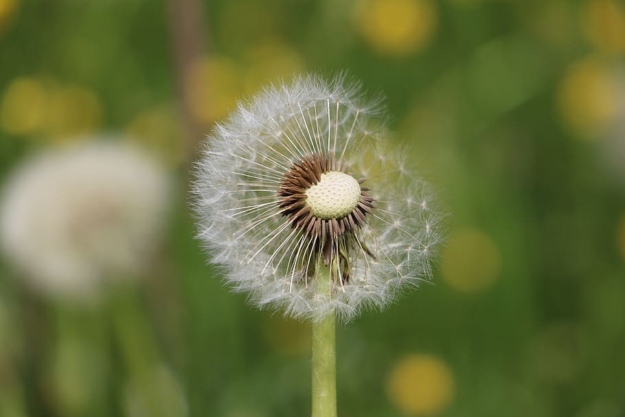 dandelion, meadow, nature, flower, fragility, vulnerability HD wallpaper