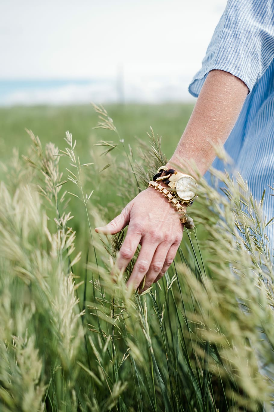 person wearing gold-colored analog watch with link bracelet, person holding green rice field during daytime HD wallpaper