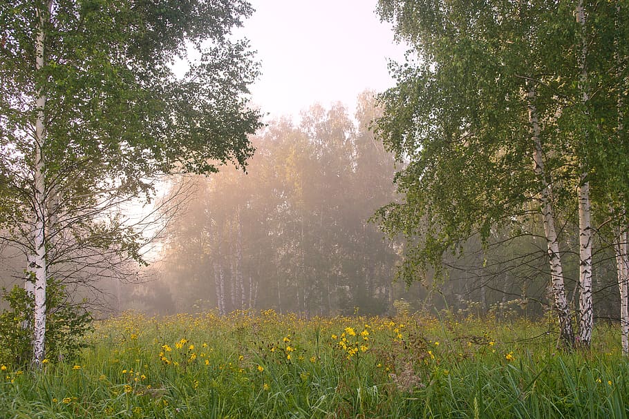 green trees, birch, summer, white, forest, grove, foliage, landscape HD wallpaper