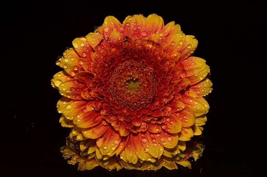 Sun Flower Portrait, bloom, blossom, close-up, dew, flora, waterdrops HD wallpaper