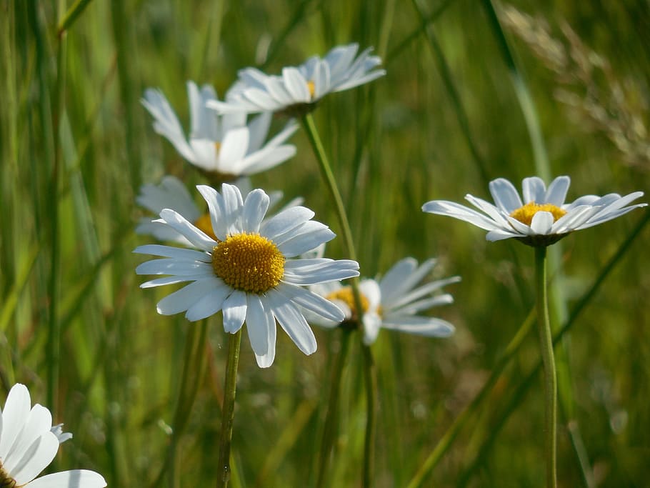 daisy, meadow, flower, summer, nature, flowering plant, freshness HD wallpaper