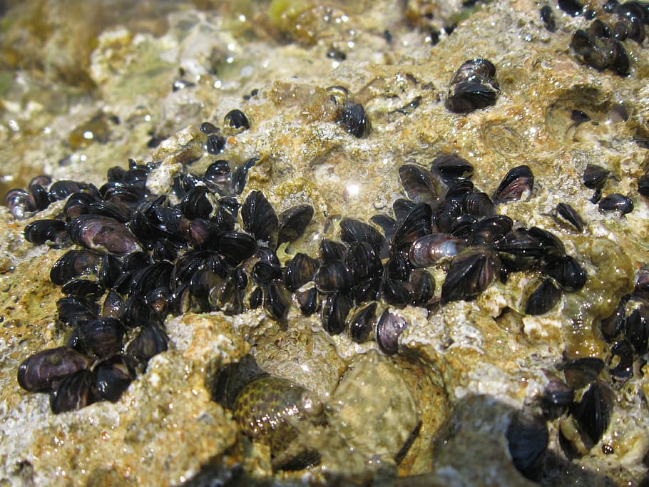 Close, Mussels, Small, Sea, Water, young, tender, sensitive HD wallpaper