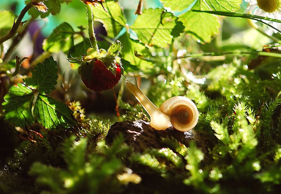 beige snail near red strawberry, animal, nature, shell, mollusk HD wallpaper