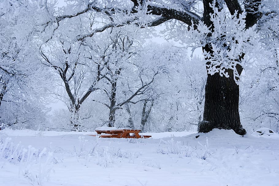brown wooden picnic table surrounded by snow covered trees HD wallpaper