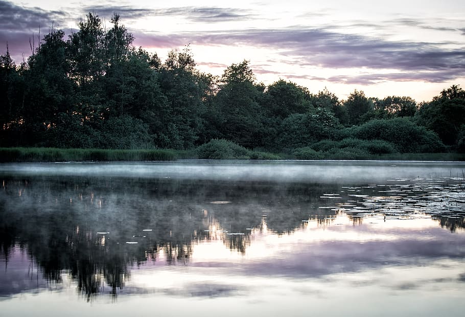 green tree beside body of water with fog on top, evening, lake HD wallpaper