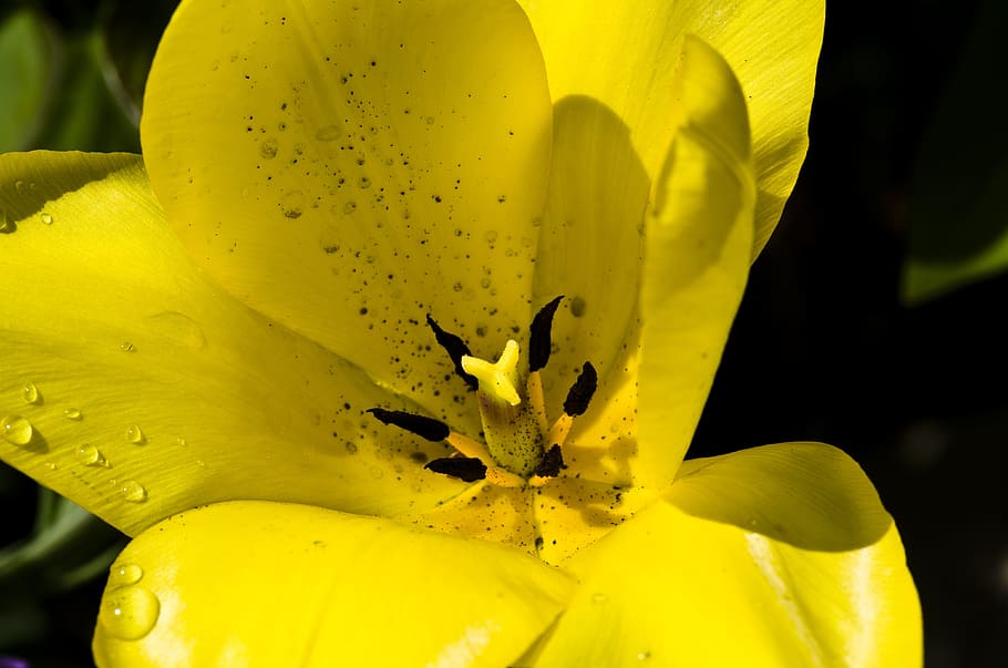 Tulip, Yellow, Spring, Flower, spring flower, drip, nature HD wallpaper
