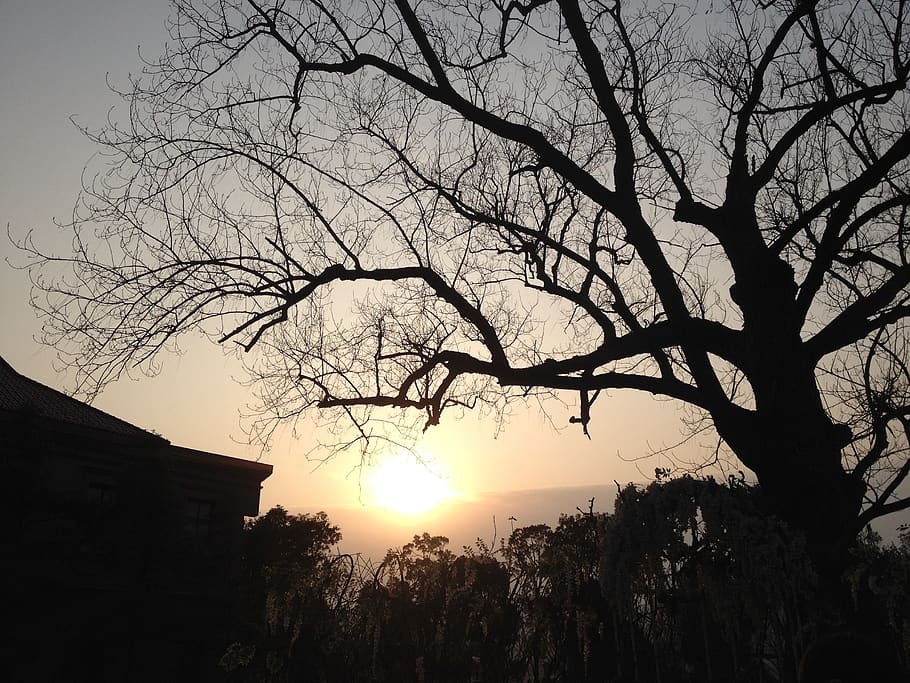 the scenery, sunset, silhouette, tree, sky, plant, branch, bare tree HD wallpaper
