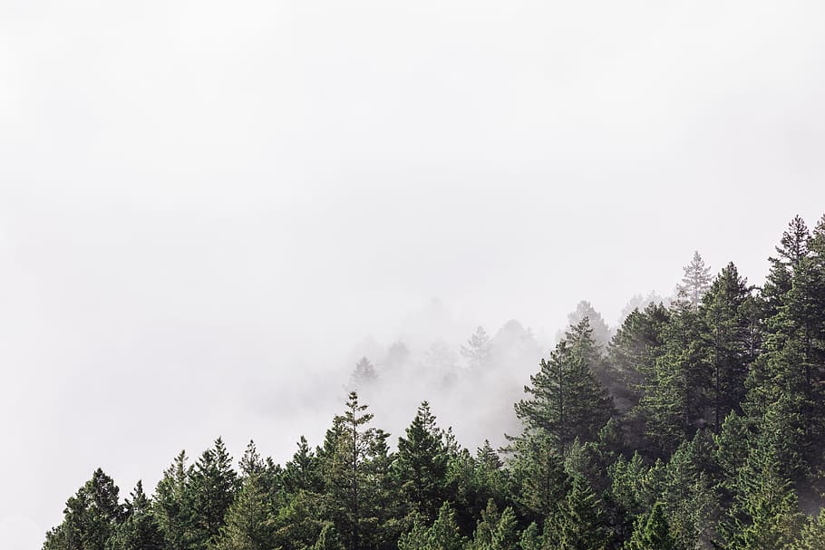 photo of green trees, landscape photo of pine trees, forest, fog HD wallpaper