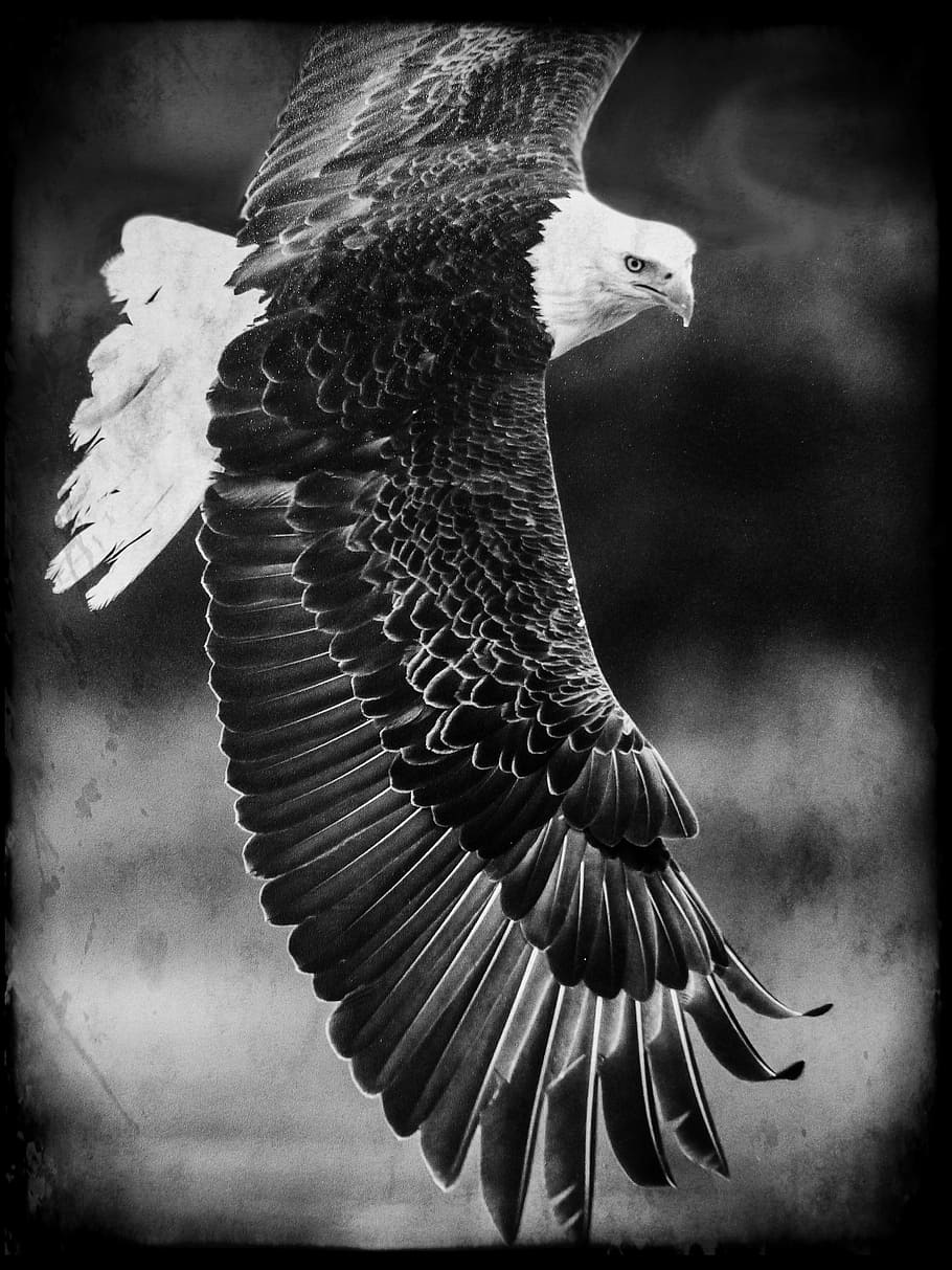 eagle grayscale photo, bald eagle, king of the air, bird, predator