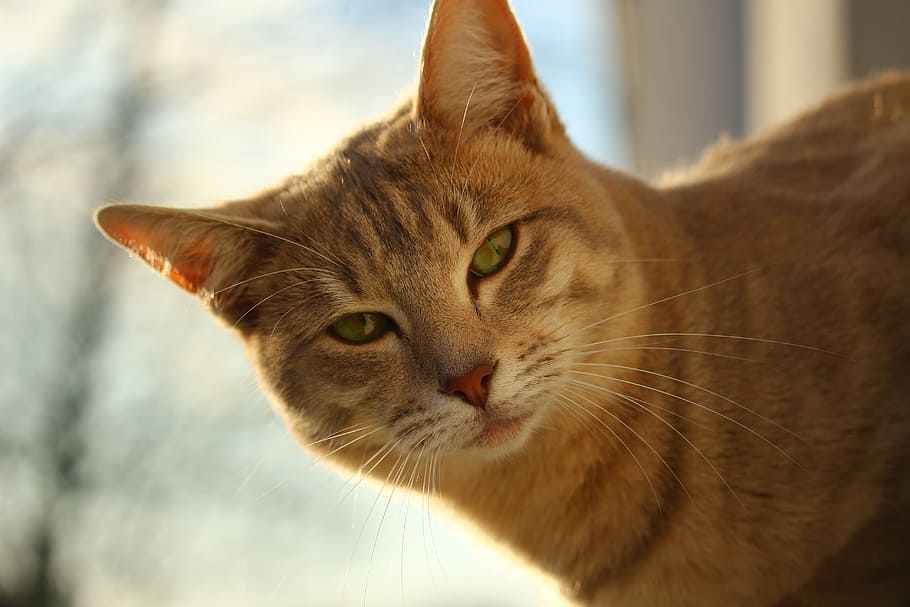 cat, mackerel, window, autumn, weathered, lime plaster, window sill HD wallpaper