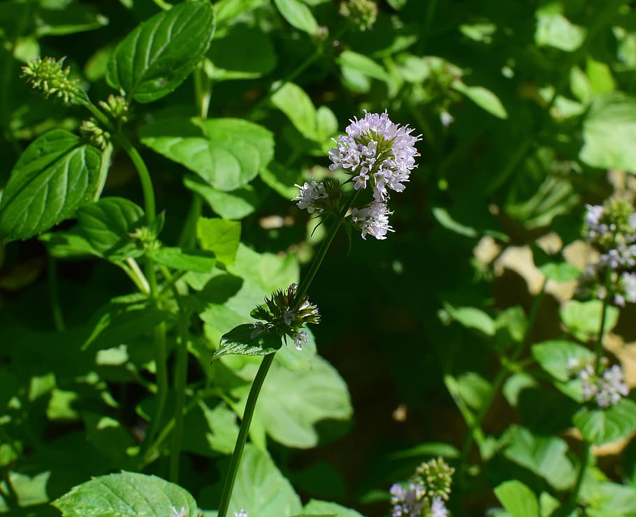 mint flower, herb, fragrant, garden, plant, blossom, bloom HD wallpaper