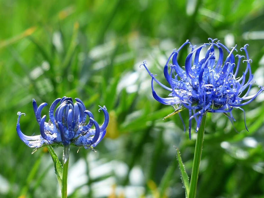 Spherical, Devil'S Claw, Flower, Blossom, spherical devil's claw HD wallpaper