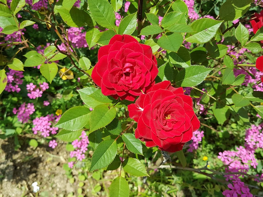 Rose, Garden, Beautiful, flower, growth, plant, nature, petal HD wallpaper