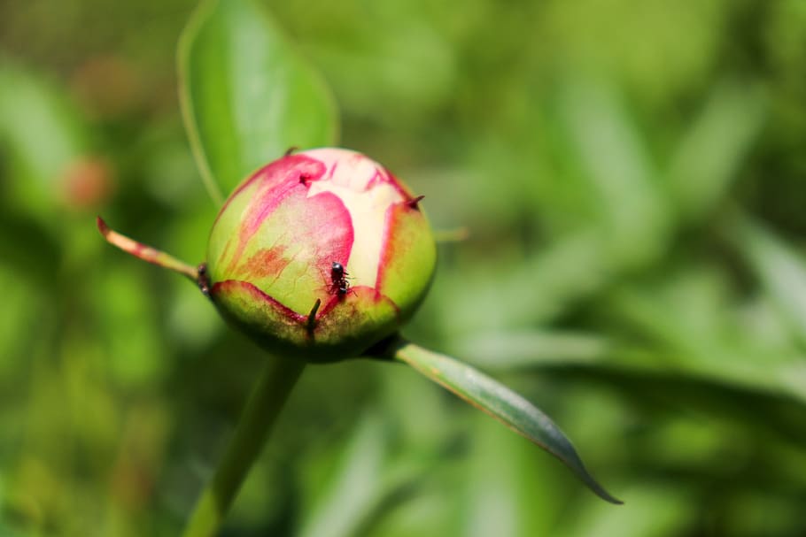 bud, ant, buds, flowers, macro, insect, garden, flora, fauna HD wallpaper