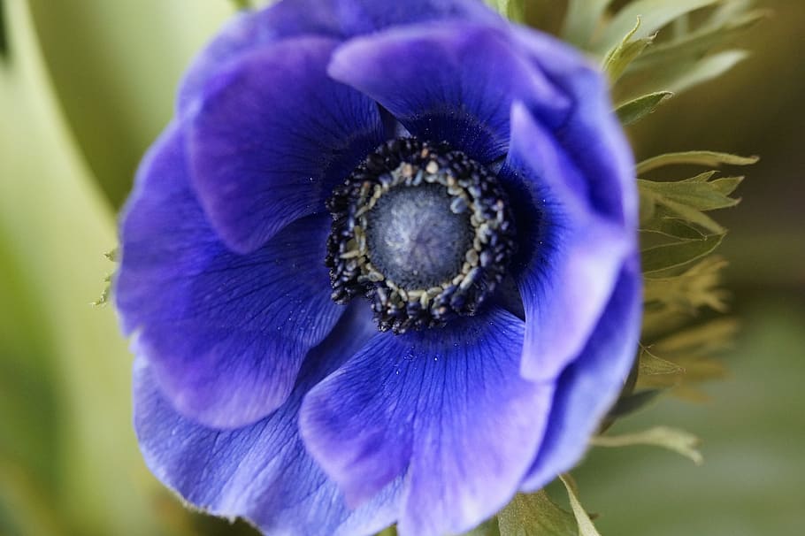 anemone, crown anemone, blue, blossom, bloom, hahnenfußgewächs, HD wallpaper