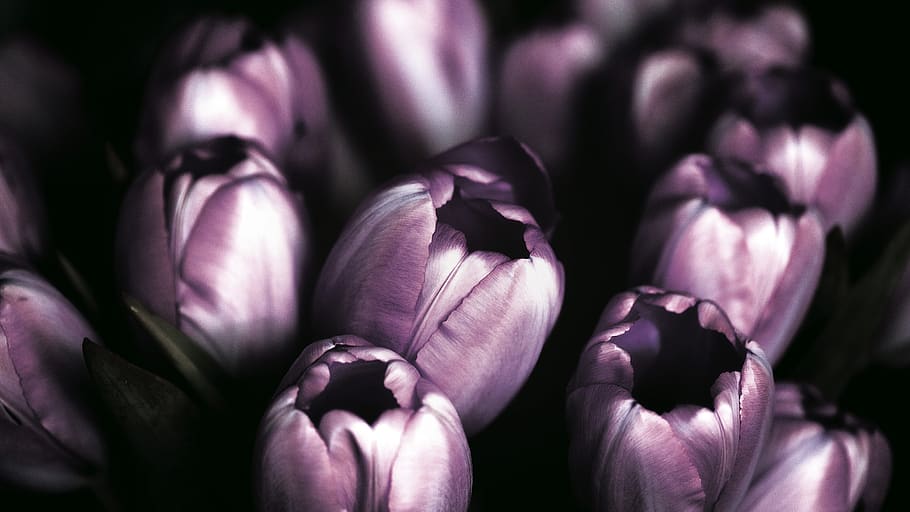 violet, tulips, flower, nature, freshness, flowering plant HD wallpaper