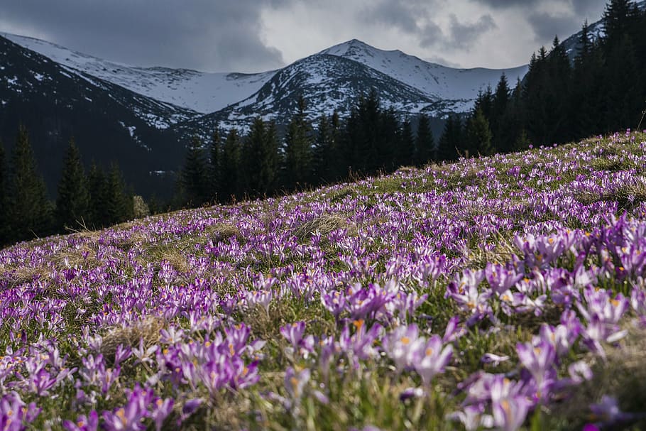 low angle photography of purple petaled flower field near mountain alps under nimbus clouds HD wallpaper