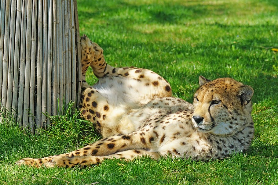 cheetah, zoo, predator, animal, animal themes, grass, mammal HD wallpaper
