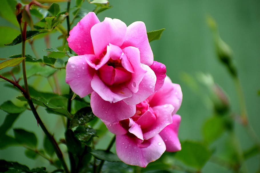 flora, flower, nature, leaf, garden, blooming, floral, petal HD wallpaper