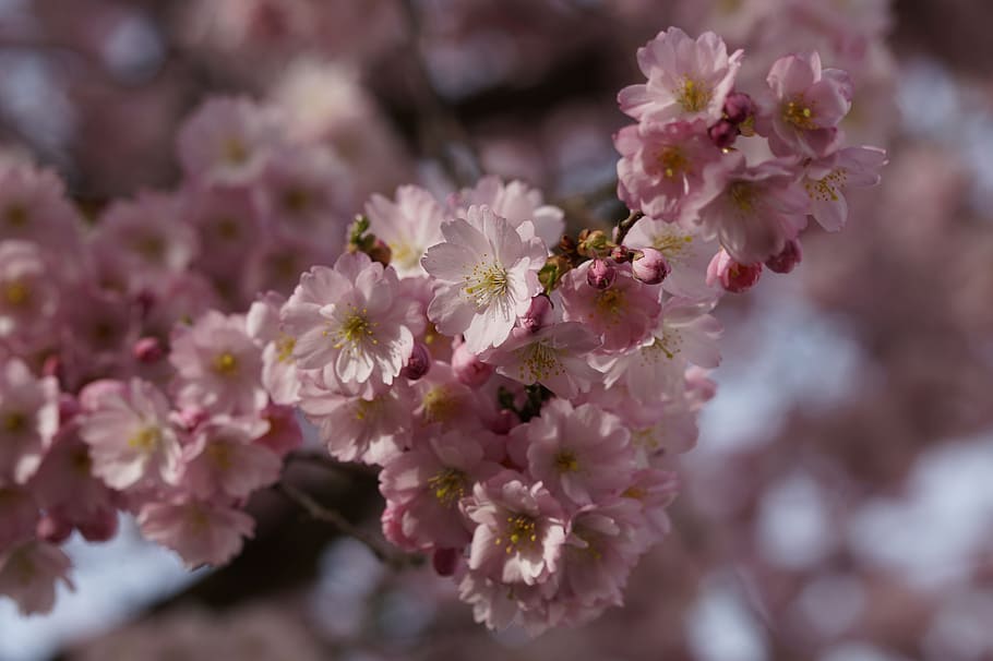 cherry blossom, bloom, spring, close, pink, tender, ornamental cherry HD wallpaper